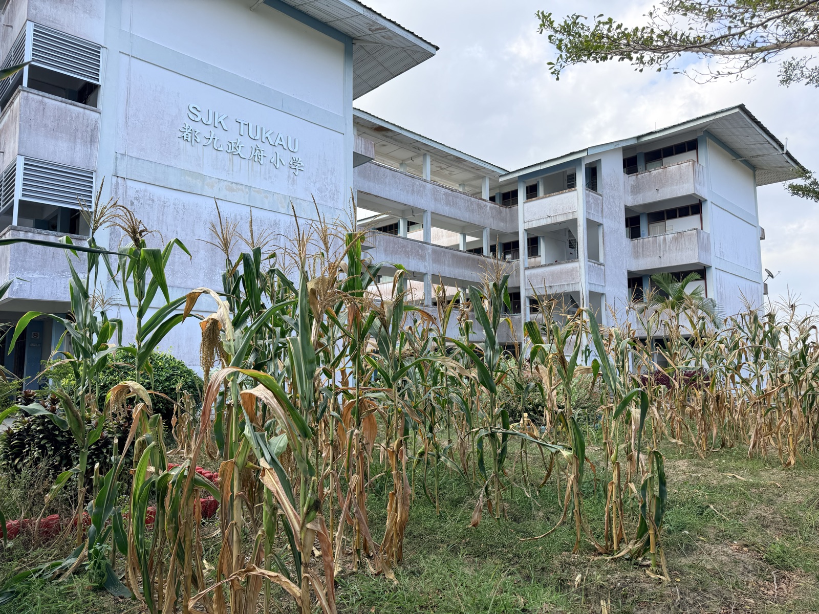 The corn garden in front of the SJK Tukau school building, with dry and browning leaves